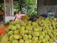 Vì sao giá sầu riêng Monthong giống của Thái luôn cao hơn RI6 của Việt Nam?