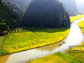  - Hàng nghìn du khách ngồi thuyền ngắm đồng lúa như tranh vẽ ở Ninh Bình