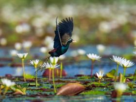  - Ngỡ ngàng với vẻ đẹp của các loài chim nước ở Việt Nam