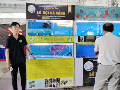 Lễ hội - Lễ hội cá cảnh TPHCM: Nơi giao lưu kĩ thuật và thúc đẩy thương mại cho các hợp tác xã