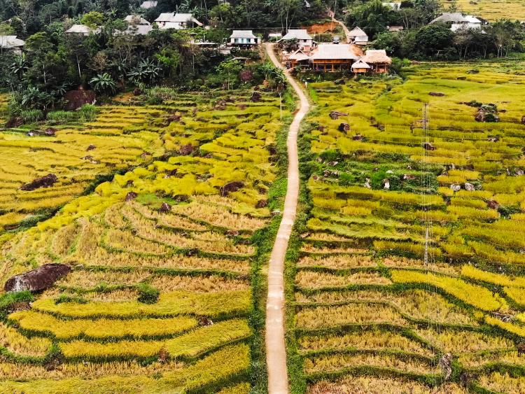 Uống ly cà phê, thảnh thơi ngắm mùa vàng Pù Luông