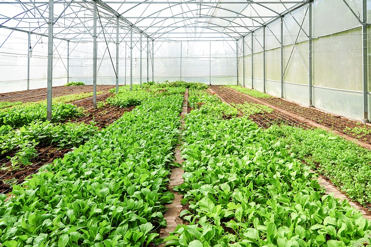 HTX nông nghiệp: Nền tảng cho sự phát triển bền vững - 1
