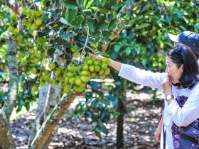 Đẩy mạnh năng lực kinh tế tập thể trong phát triển cây ăn quả TP.HCM