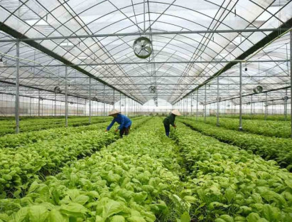 Để hợp tác xã phát huy hiệu quả cần cân nhắc đổi mới luật