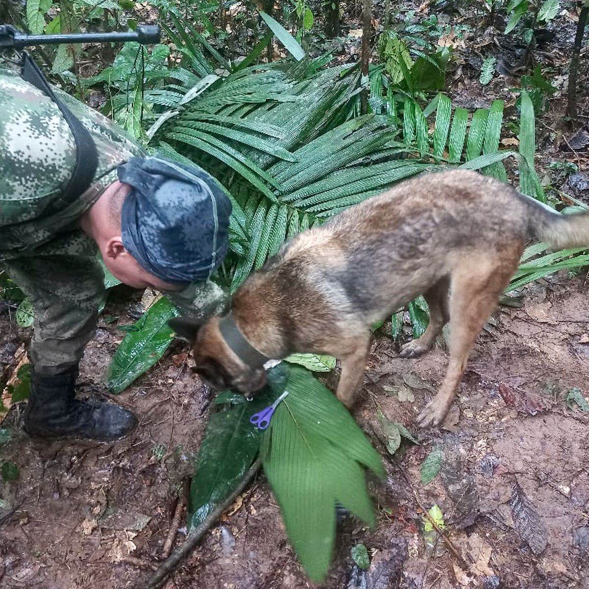 Bí quyết tồn tại trong rừng rậm hoang dã của 4 đứa trẻ trong vụ rơi máy bay ở Colombia - 2