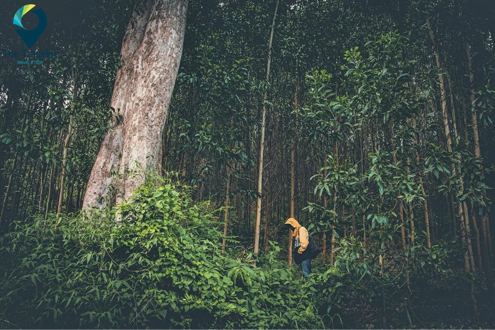 Bí quyết tồn tại trong rừng rậm hoang dã của 4 đứa trẻ trong vụ rơi máy bay ở Colombia - 1