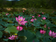 Rực rỡ mùa sen trên cánh đồng Trà Lý xứ Quảng