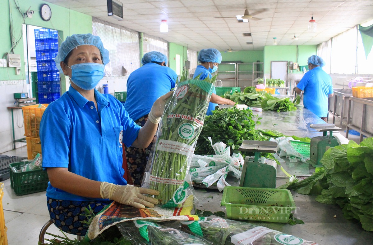 TP.HCM: Hỗ trợ HTX vượt qua khó khăn, tăng cường sản xuất và tiêu thụ nông sản - 1