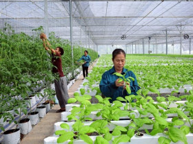 TP.HCM: Hỗ trợ HTX vượt qua khó khăn, tăng cường sản xuất và tiêu thụ nông sản