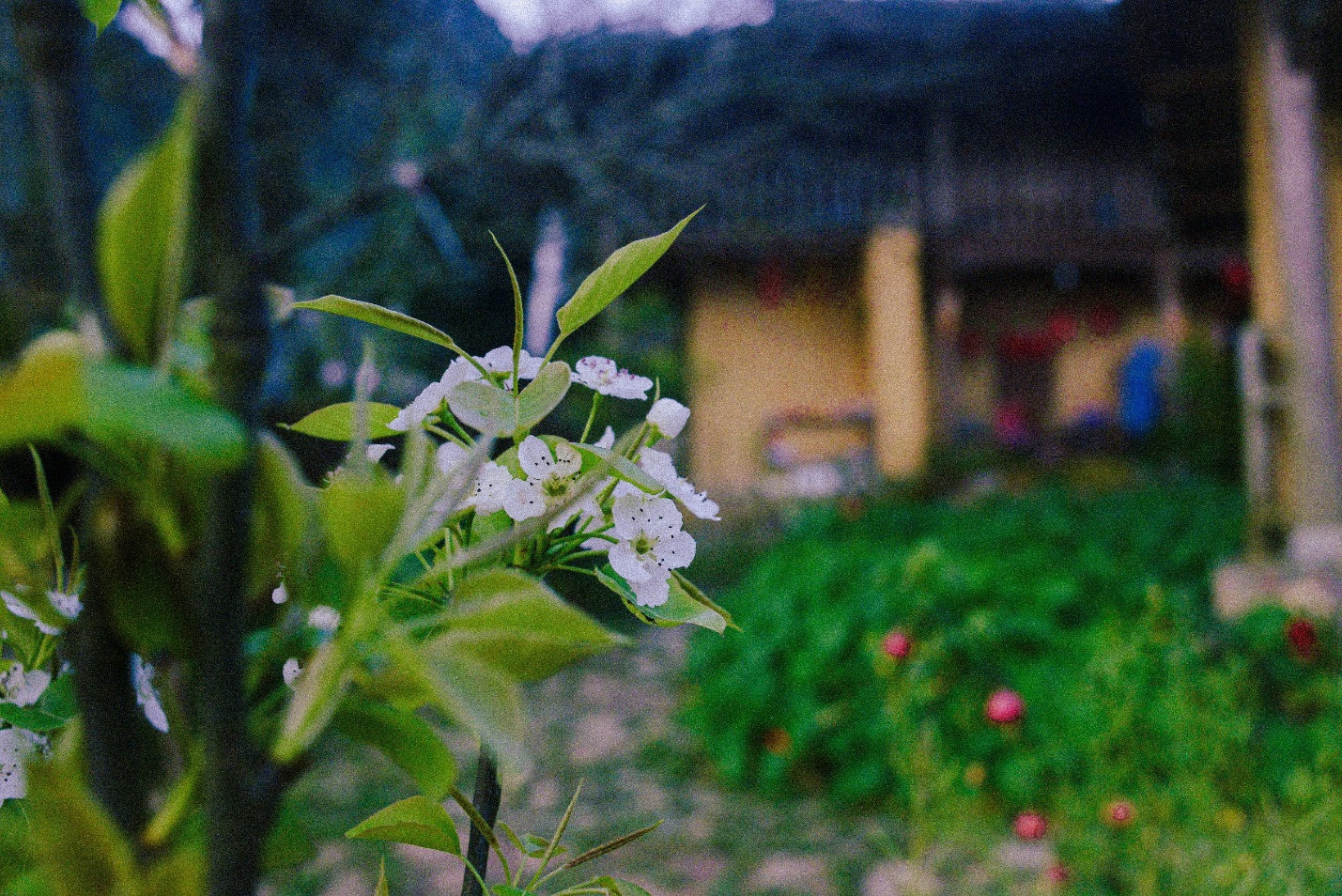 sac dao cuoi xuan o ban lo lo chai - 9
