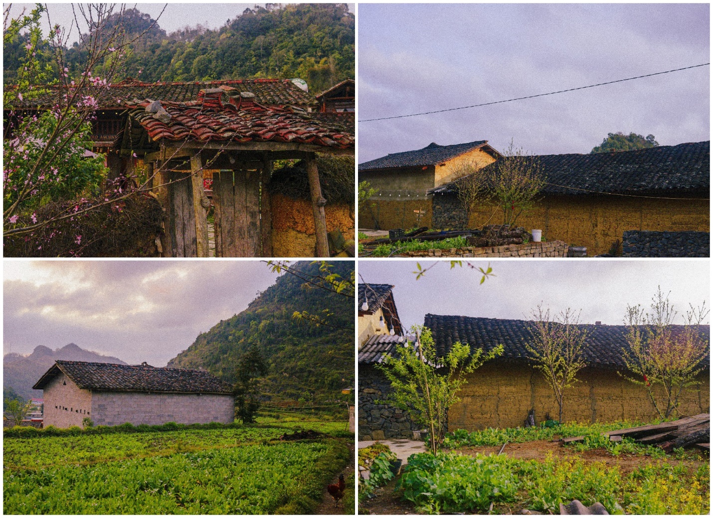 sac dao cuoi xuan o ban lo lo chai - 2