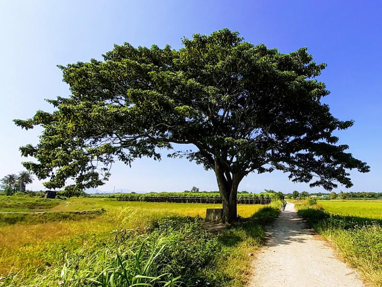 Dừng chân bên cây cô đơn 'Mắt biếc' nổi tiếng ở làng quê xứ Huế