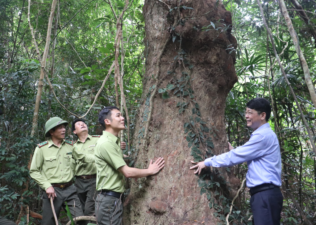 Thêm tour tham quan rừng trâm cổ ở Vườn Quốc gia Bái Tử Long - 1