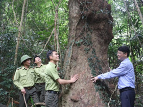  - Thêm tour tham quan rừng trâm cổ ở Vườn Quốc gia Bái Tử Long