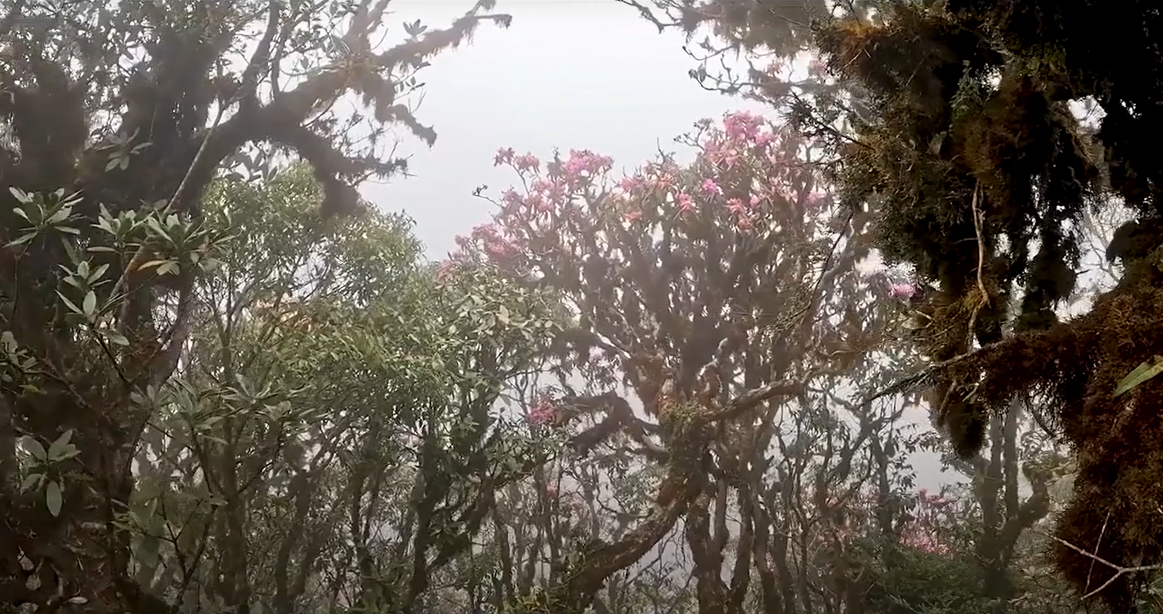 Kinh ngạc rừng hoa đỗ quyên ẩn hiện trong mây trời - 2