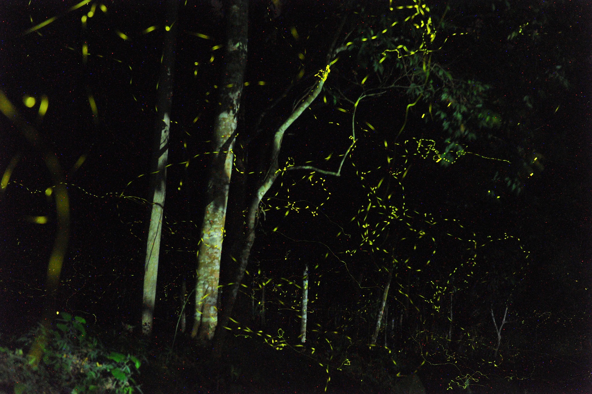 Vào rừng xem ngàn ánh sao 'mở hội' giữa màn đêm - 4