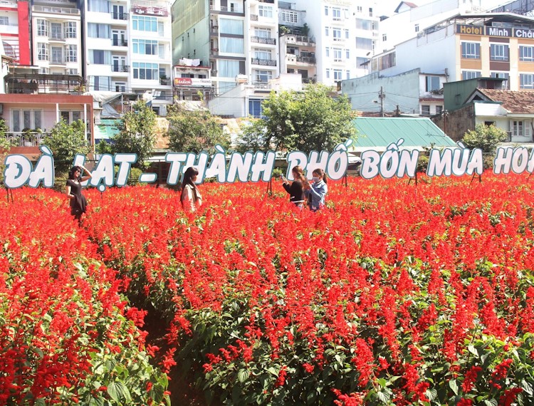 Ngắm vườn hoa xác pháo đỏ rực ở trung tâm Đà Lạt
