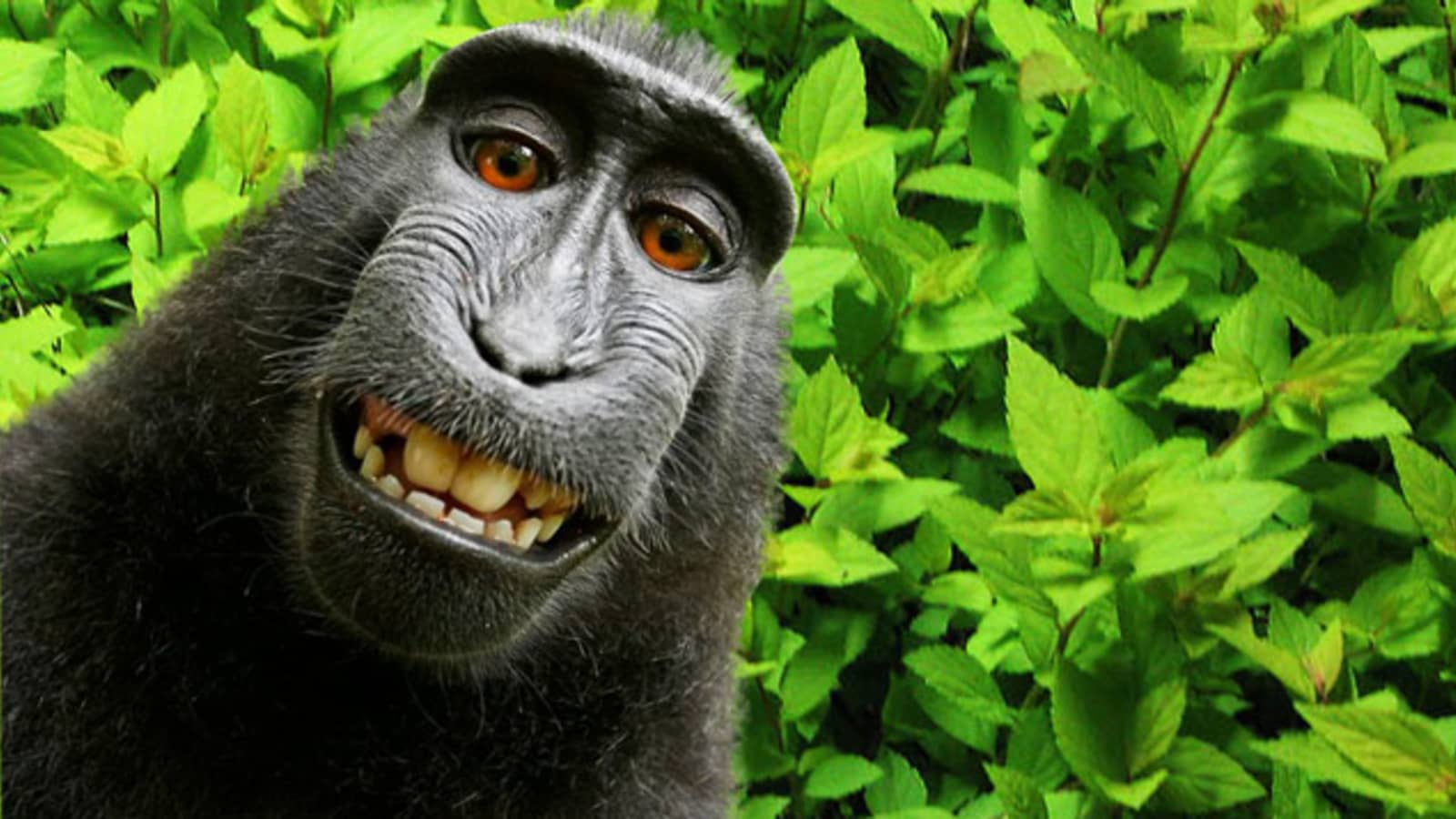 Khỉ Bali gây sốt mạng với "kỹ năng selfie" điêu luyện - 2