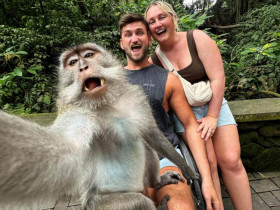 Sự kiện đặc sắc - Khỉ Bali gây sốt mạng với "kỹ năng selfie" điêu luyện