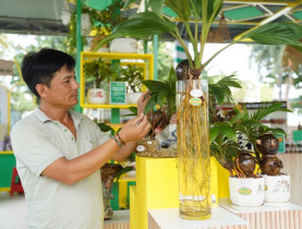 Sự kiện đặc sắc - Ghé hội chợ OCOP TP.HCM ngắm bonsai dừa, nếm cá trắm kho riềng, nem cua bể