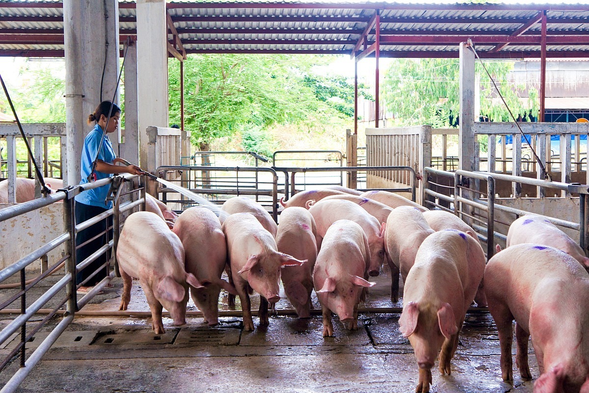 Giá lợn hơi hôm nay 21/5/2024: Tăng 1.000 đồng/kg trên diện rộng - 1