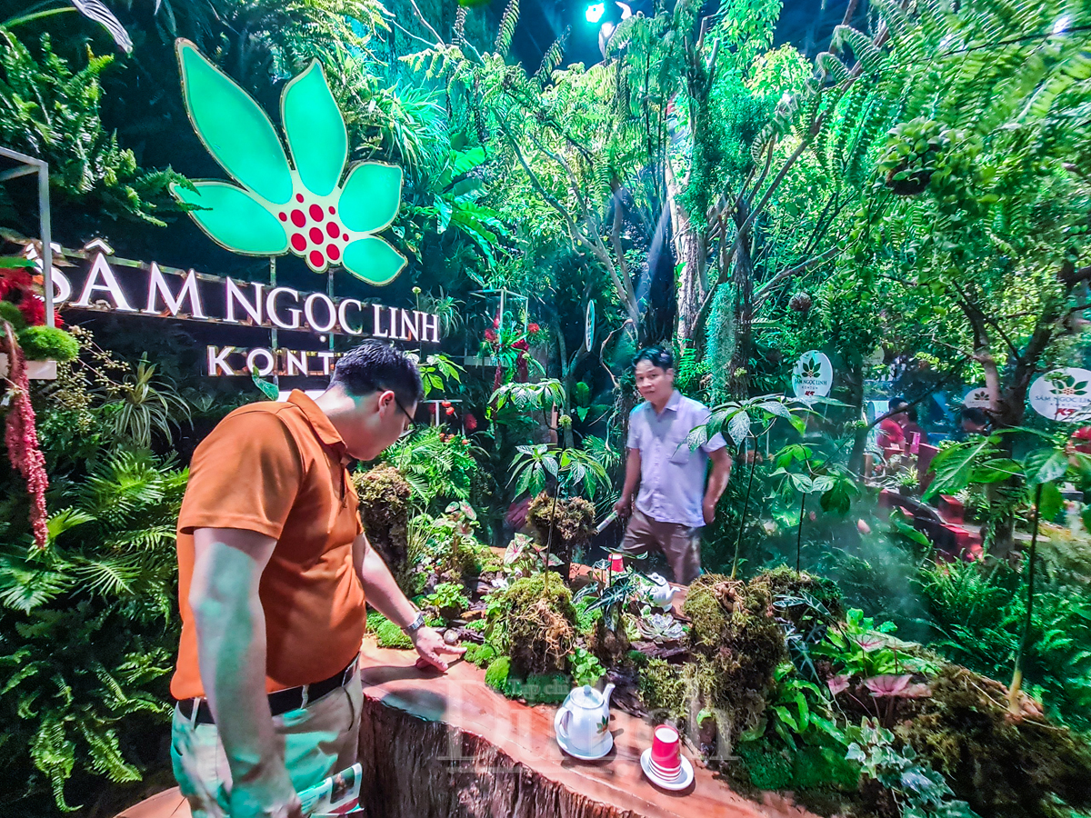 Du khách thích thú trải nghiệm khu rừng sâm Ngọc Linh giữa lòng thành phố - 7