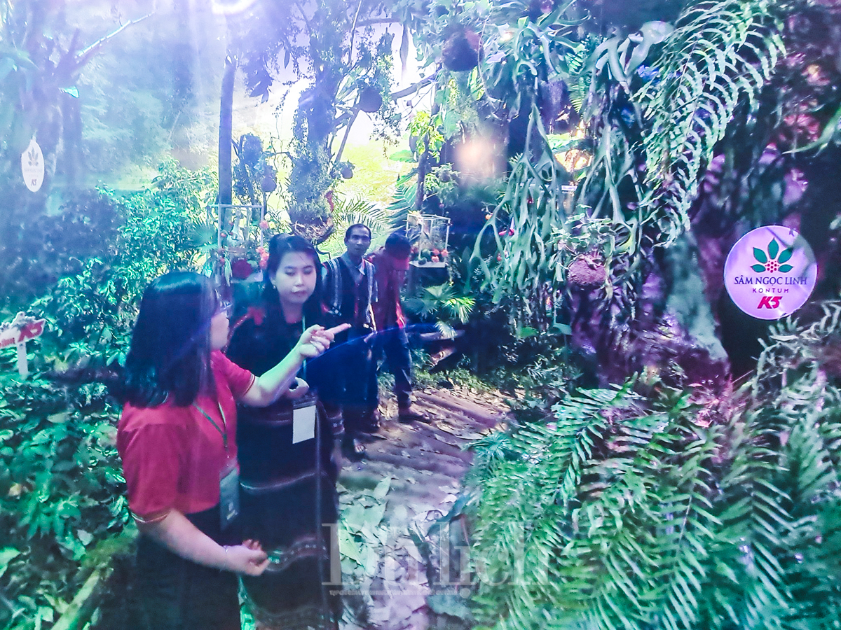 Du khách thích thú trải nghiệm khu rừng sâm Ngọc Linh giữa lòng thành phố - 10