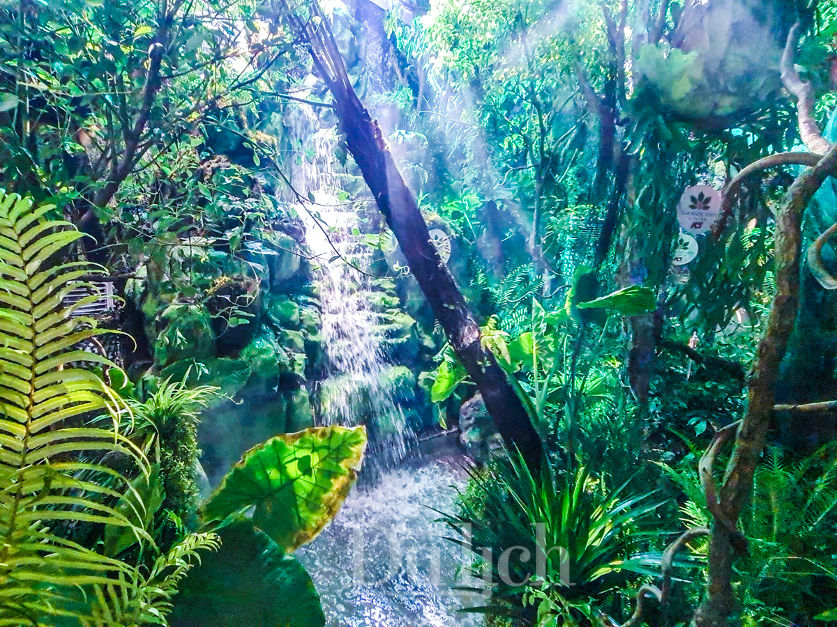 Du khách thích thú trải nghiệm khu rừng sâm Ngọc Linh giữa lòng thành phố - 8