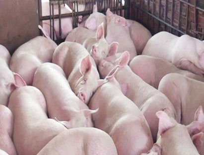 Tin trong nước - Giá lợn hơi hôm nay 29/5/2024: Tăng trên diện rộng