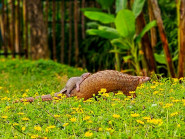 Gắn chíp định danh cho cá thể tê tê quý hiếm ở Safari Nam Hội An