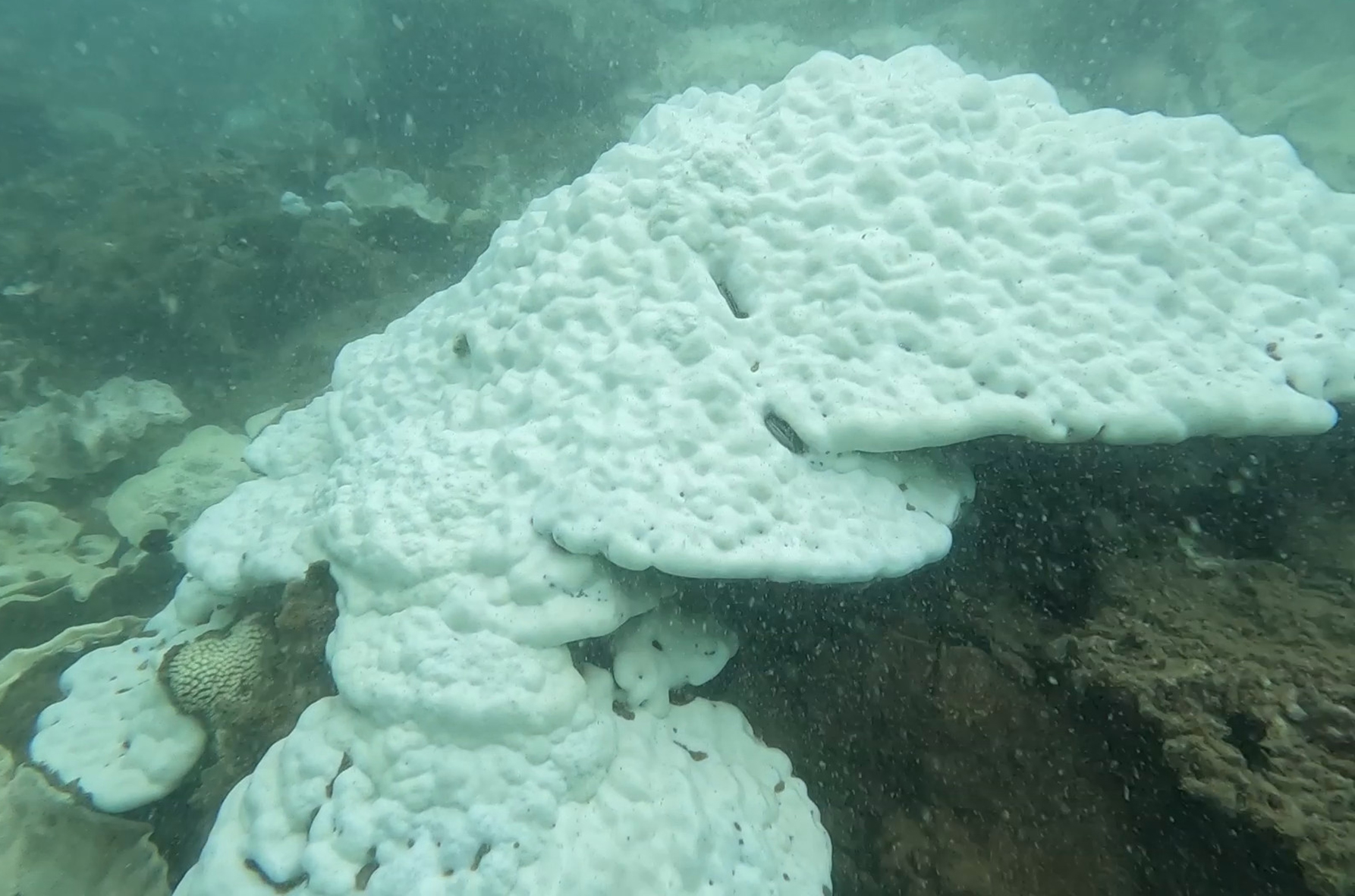 Côn Đảo xảy ra hiện tượng san hô bị tẩy trắng chết hàng loạt - 1