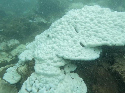 Chuyển động - Côn Đảo xảy ra hiện tượng san hô bị tẩy trắng chết hàng loạt