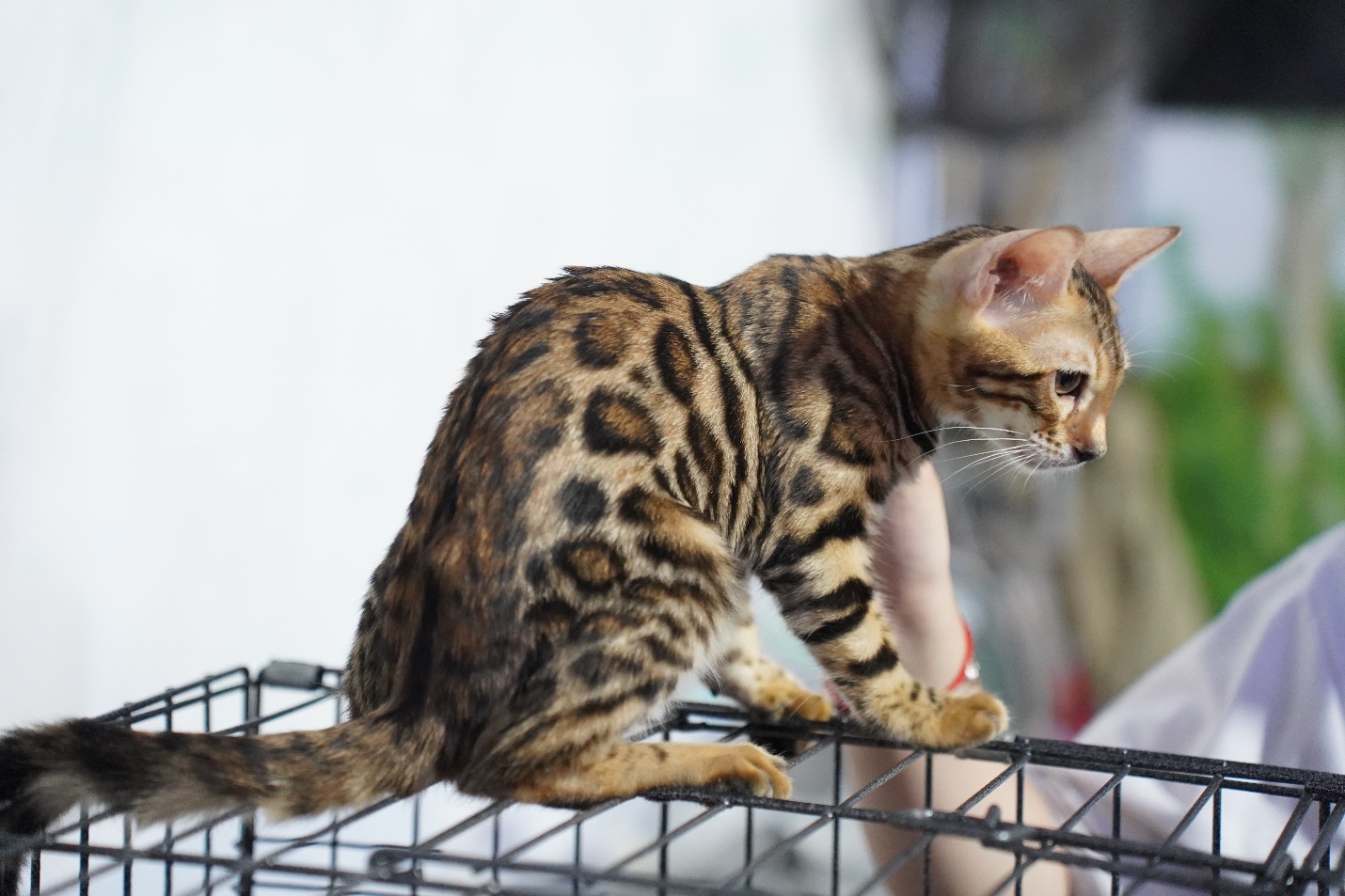 Cuối tuần đi xem trăn ‘khổng lồ’, mèo lông vàng giá hơn trăm triệu đồng - 14