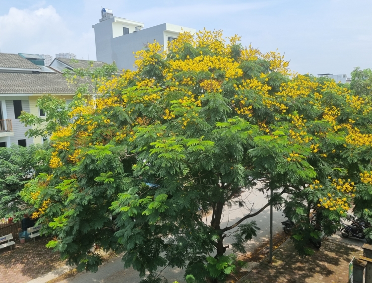Muồng hoàng yến bung nở, dát vàng mùa hạ Thủ đô