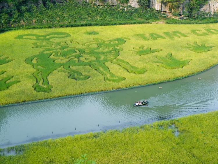 Hè về, xuôi dòng Ngô Đồng ngắm sắc lúa chín vàng