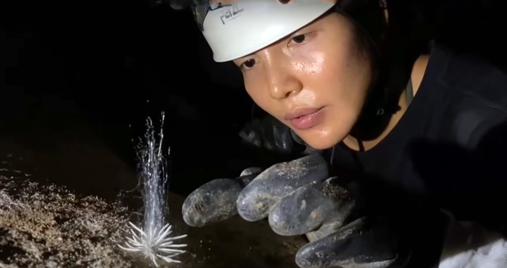 Sinh vật lạ trong hang động Phong Nha - Kẻ Bàng có gì lạ? - 1