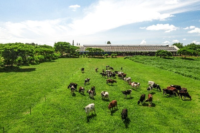 Nông dân hưởng lợi gì khi doanh nghiệp làm 'NET ZERO' - 9