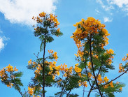 Độc lạ cây phượng vĩ trổ hoa vàng rực ở Sóc Trăng