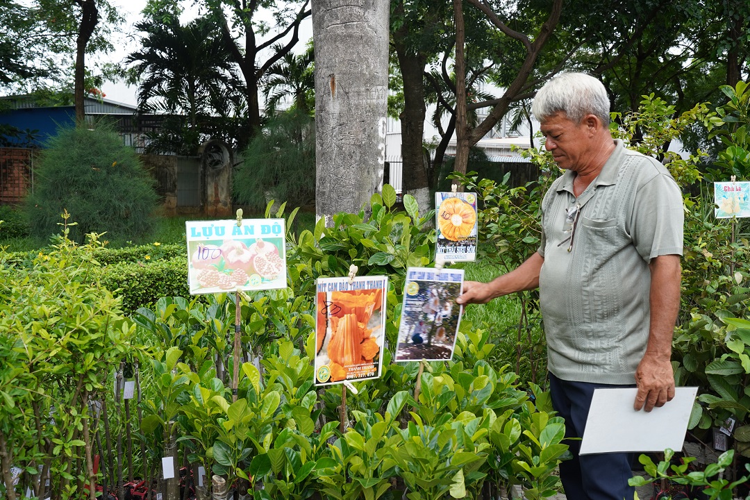 den cong vien o tp.hcm mua nhieu cay giong an qua ‘doc la’, gia re - 8