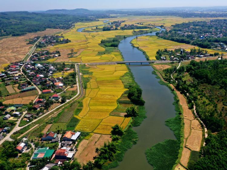 Vẻ đẹp siêu thực trong mùa lúa chín Quảng Ngãi