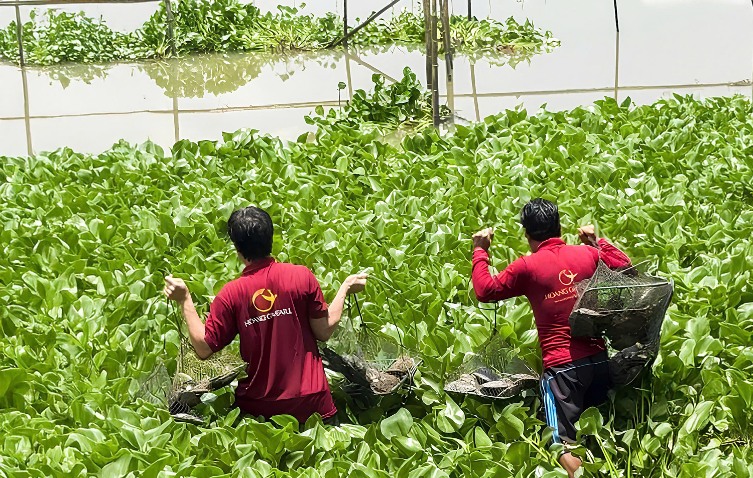 Nghệ nhân Hồ Thanh Tuấn tiên phong nuôi ngọc trai nước ngọt ở miền Tây - 4