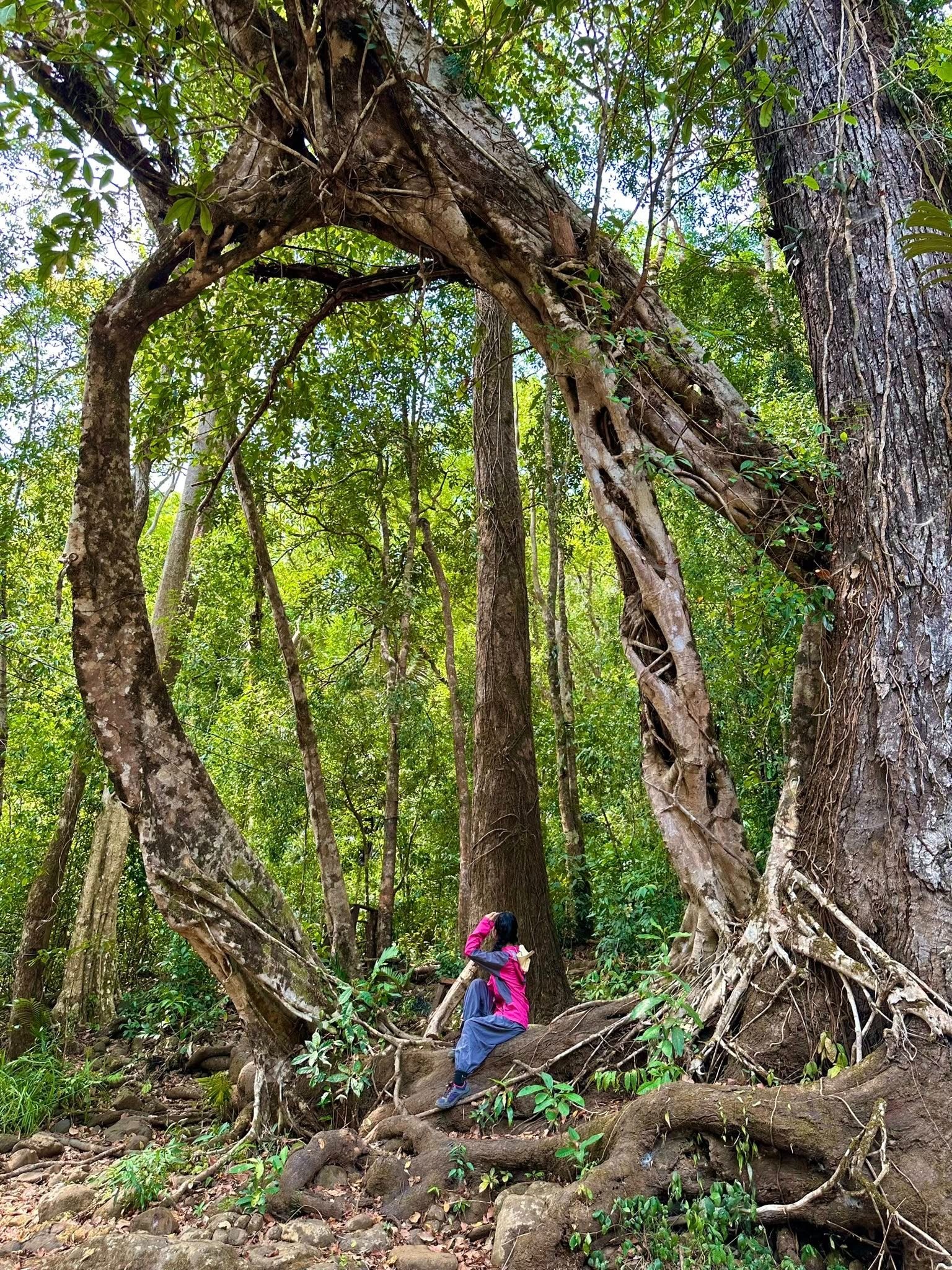 Trekking VQG Bù Gia Mập, chạm tới vẻ đẹp nguyên sơ của rừng già - 3