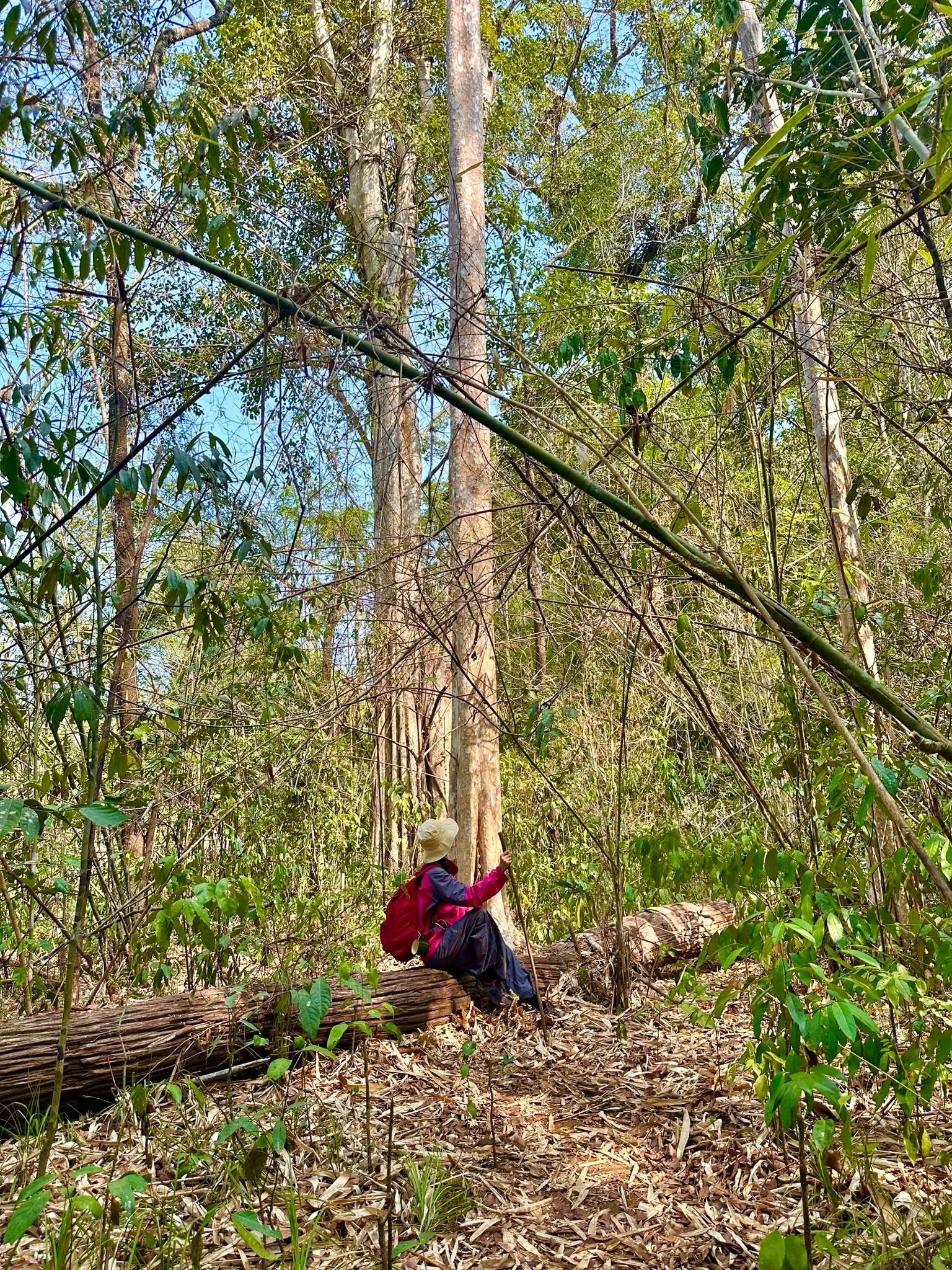 Trekking VQG Bù Gia Mập, chạm tới vẻ đẹp nguyên sơ của rừng già - 13