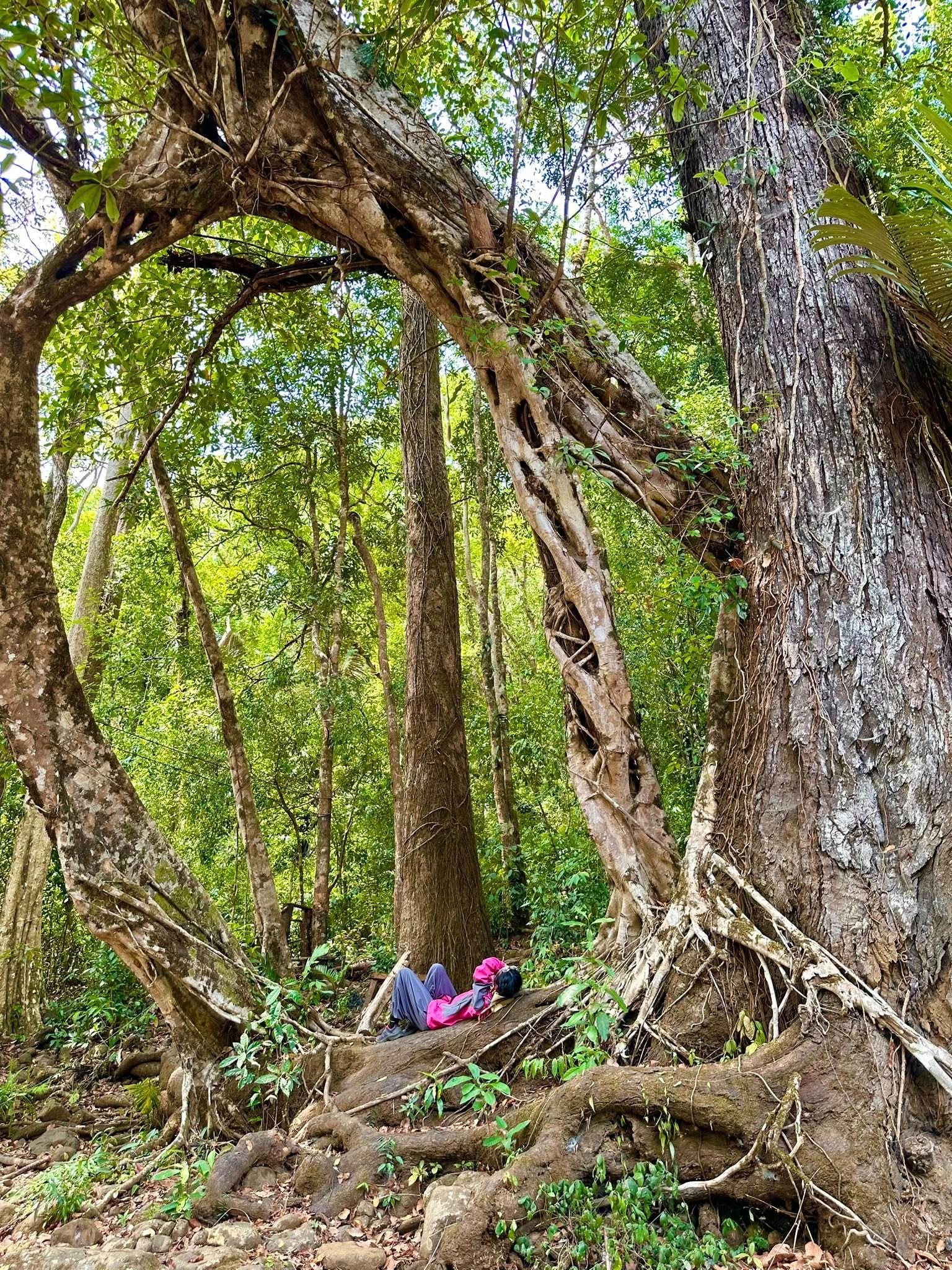 Trekking VQG Bù Gia Mập, chạm tới vẻ đẹp nguyên sơ của rừng già - 15