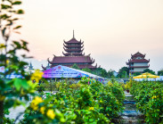 Bất ngờ vườn mai vàng nở rộ đón chào Ngày hội Non sông thống nhất