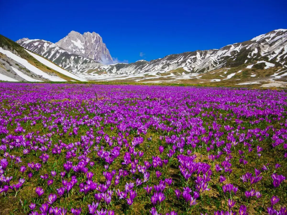 vang do: cau chuyen ve nhuy hoa nghe tay kashmir - 2