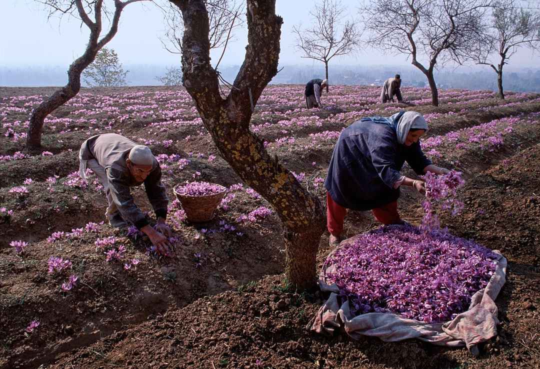 vang do: cau chuyen ve nhuy hoa nghe tay kashmir - 4