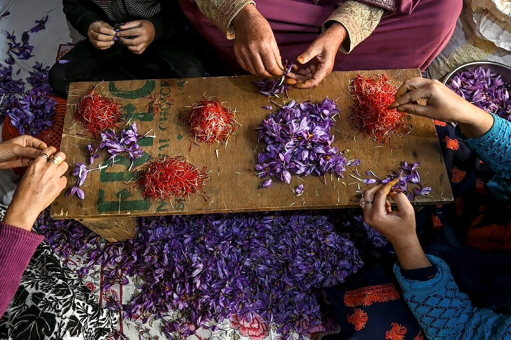 vang do: cau chuyen ve nhuy hoa nghe tay kashmir - 5
