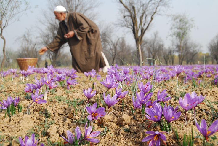 vang do: cau chuyen ve nhuy hoa nghe tay kashmir - 9
