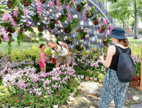  - TP.HCM chuẩn bị Festival Hoa lan lần 3: Tôn vinh sắc hoa, kết nối văn hóa, du lịch và nông nghiệp